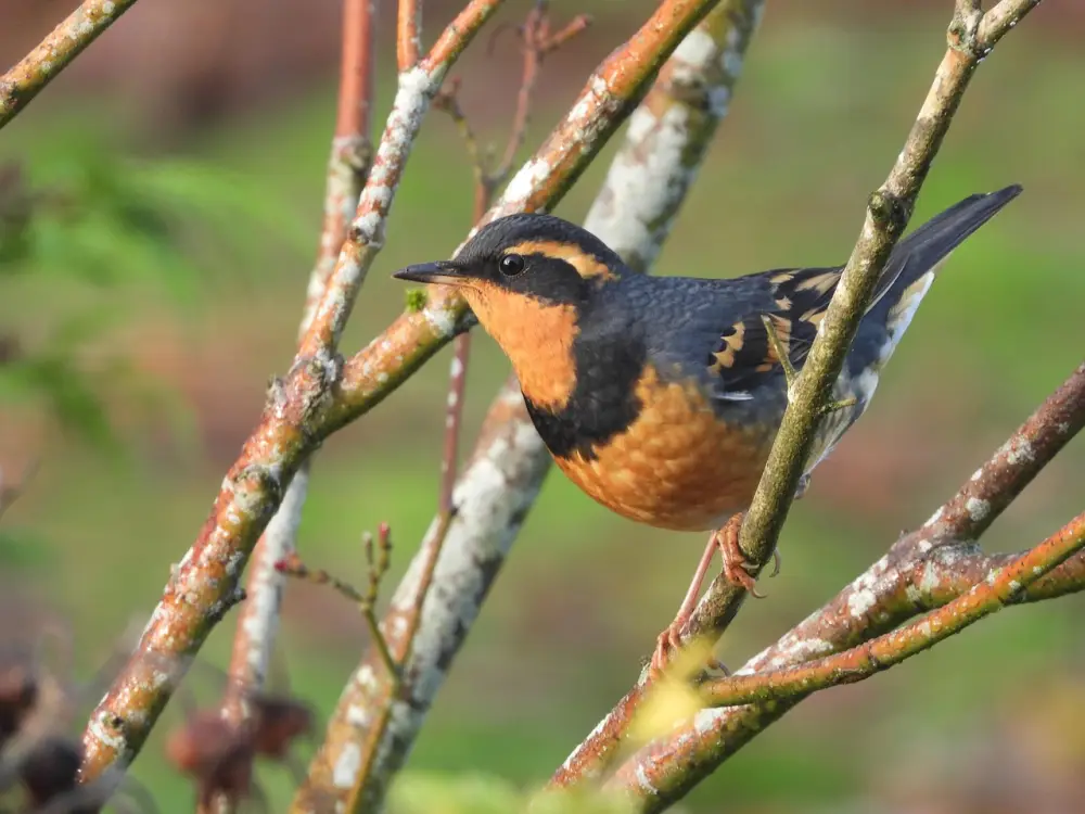 Bird, varied thrush, branches, tree, perched, avian, outdoors, wild bird, illustrating designing art experiences for varied
